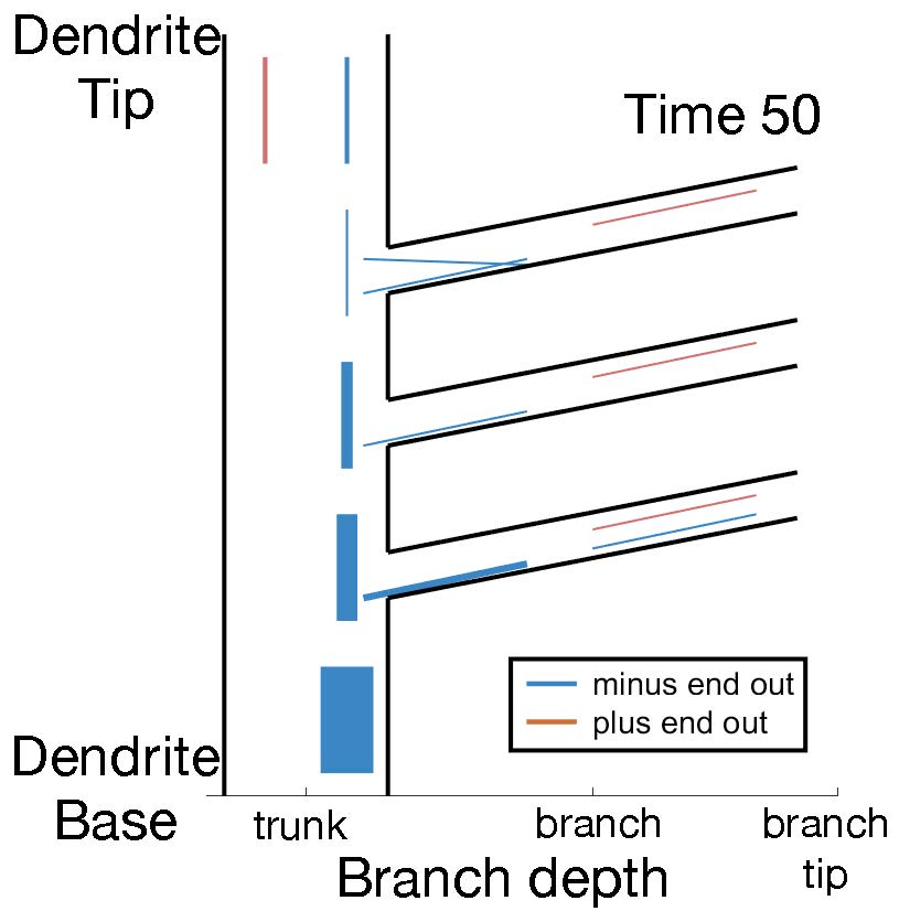 Stochastic simulation of dendrite microtubule polarity