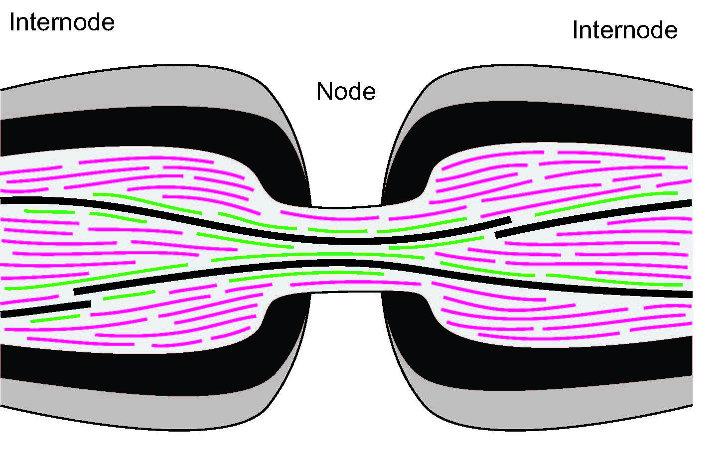 Neurofilament transport through nodes