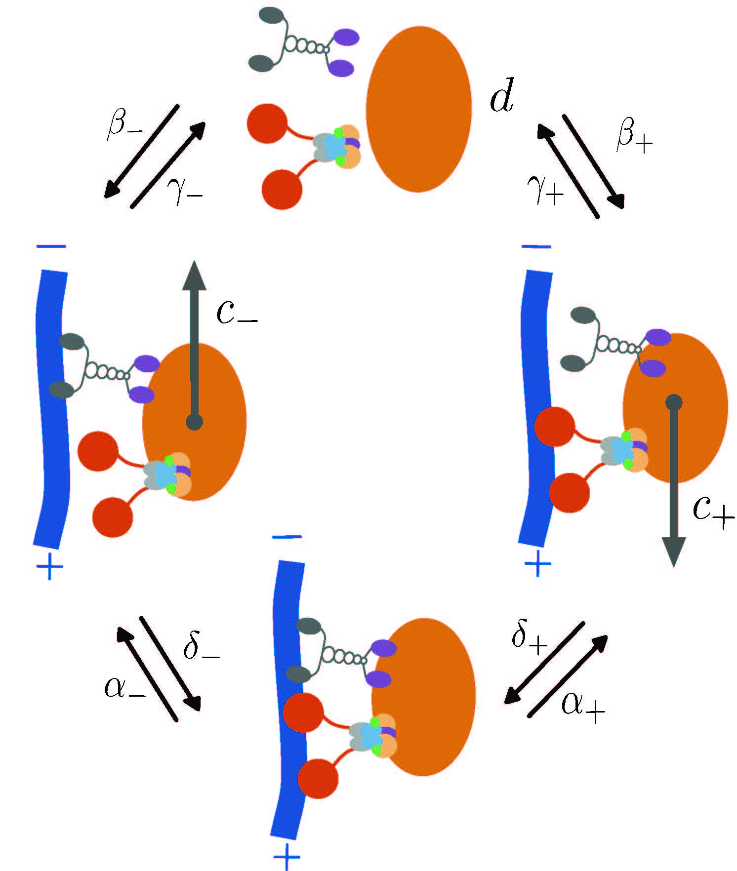 Model of intracellular transport